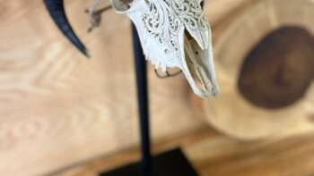 décoration intérieure tête de chèvre design brut – Mazawood