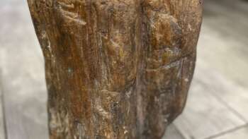 Tronc en bois fossilisé brun poli sur sol intérieur – Mazawood - Menuiserie