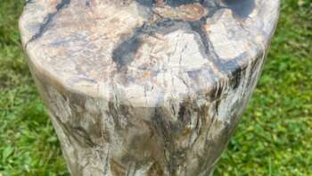 Tronc en bois fossilisé 27 cm - Mazawood - Menuiserie