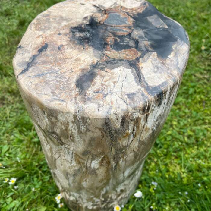 Tronc en bois fossilisé 27 cm - Mazawood - Menuiserie