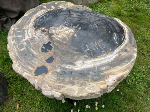 Table ronde en bois fossilisé Ø 80 cm sur herbe – Mazawood - Menuiserie