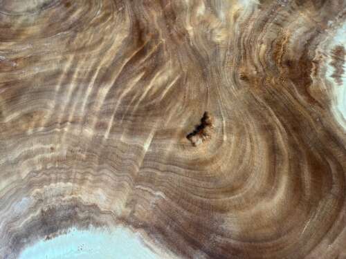 Vue détaillée de la table A9 en suar, formes organiques naturelles — Mazawood