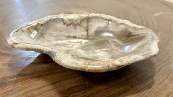 coupelle / vide poche / cendrier en bois fossilisé m