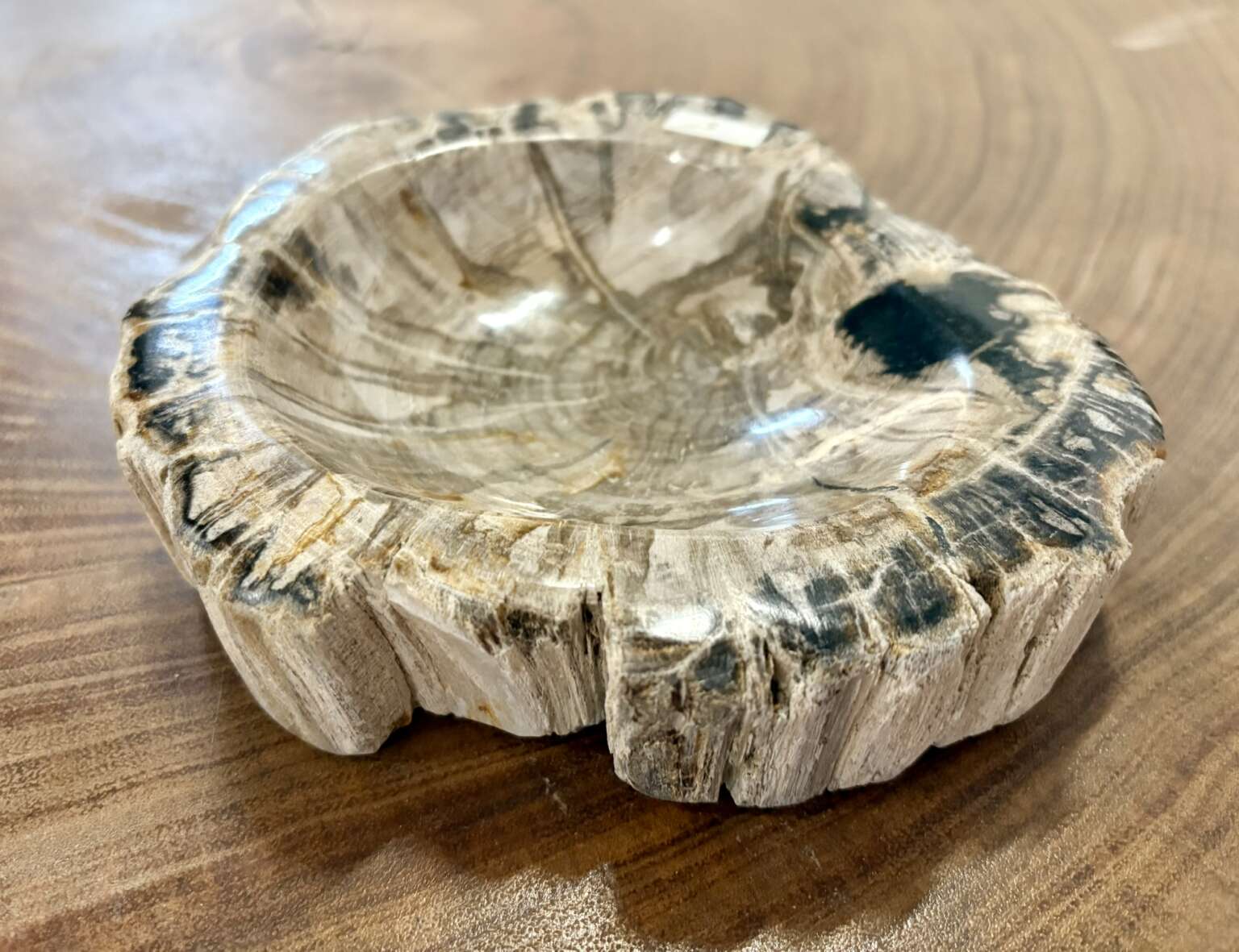 coupelle / vide poche / cendrier en bois fossilisé s