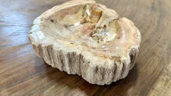 coupelle / vide poche / cendrier en bois fossilisé s2