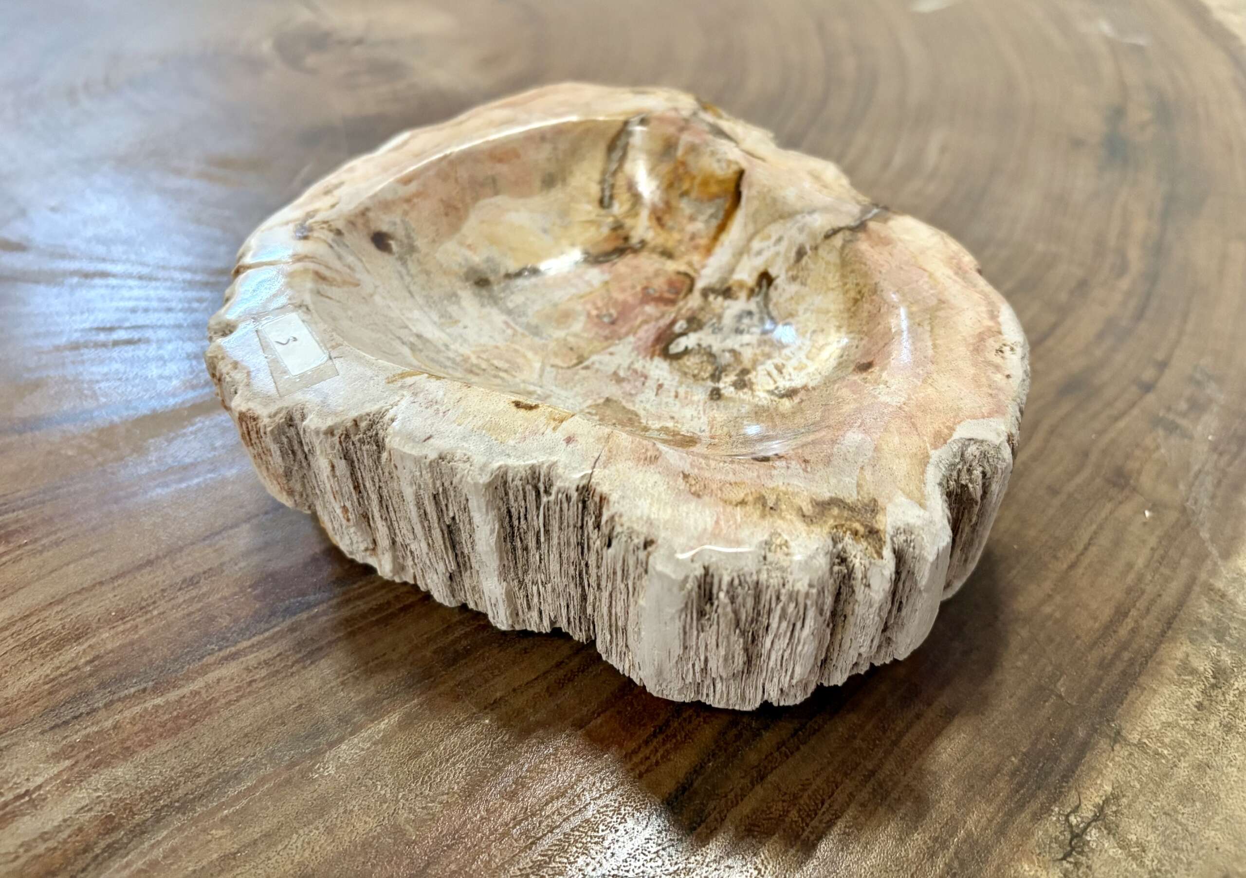 coupelle / vide poche / cendrier en bois fossilisé s2