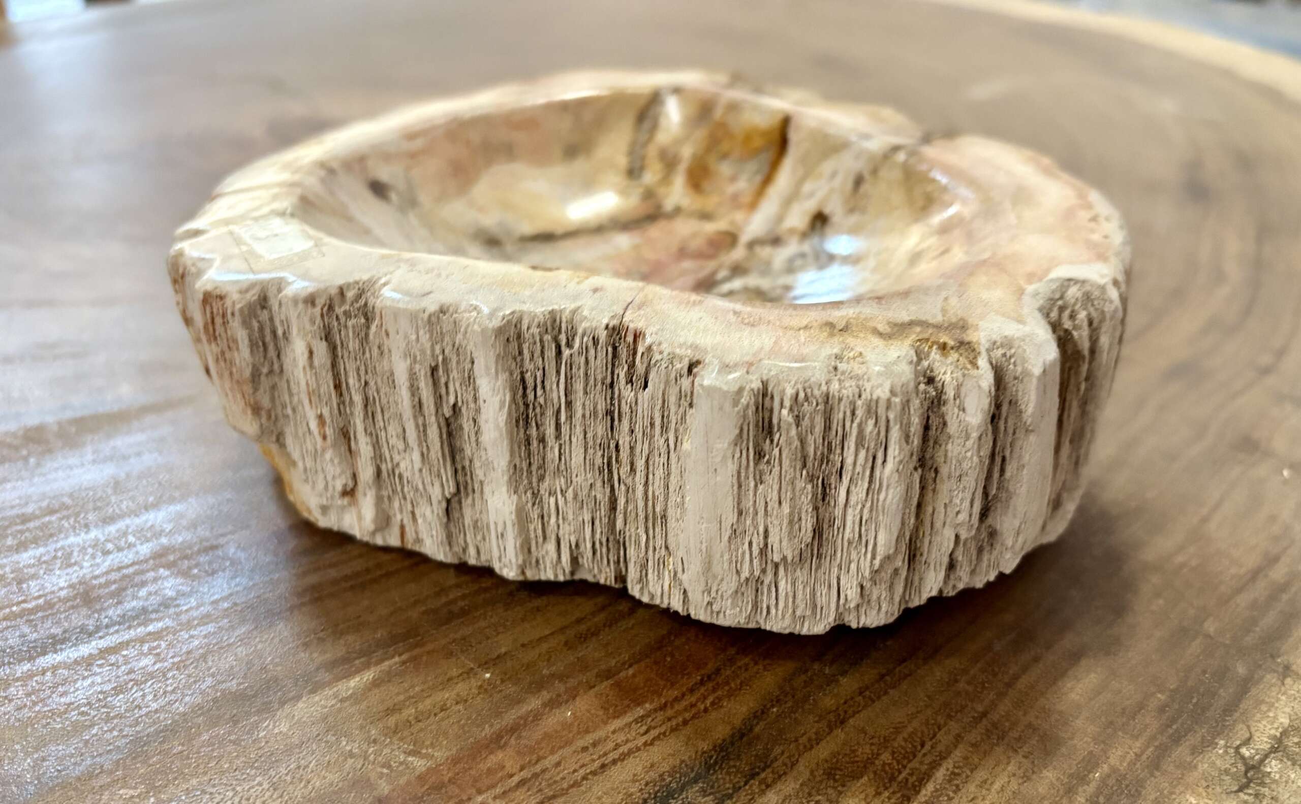 coupelle / vide poche / cendrier en bois fossilisé s2