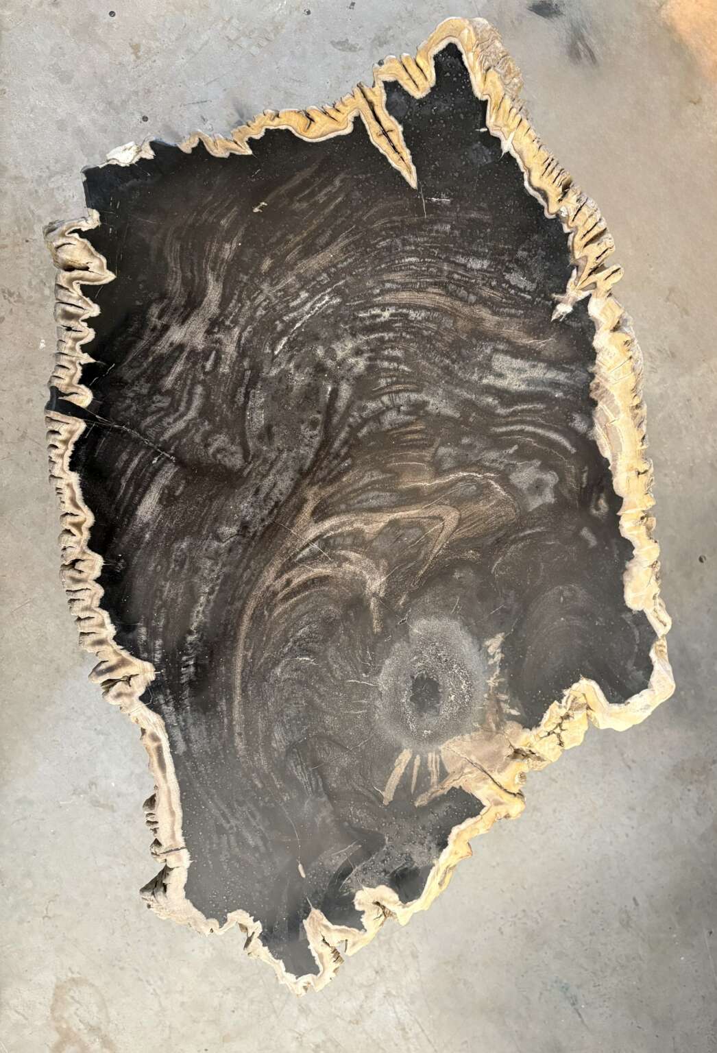 table basse en bois fossilisé