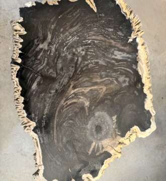 table basse en bois fossilisé