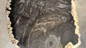 table basse en bois fossilisé